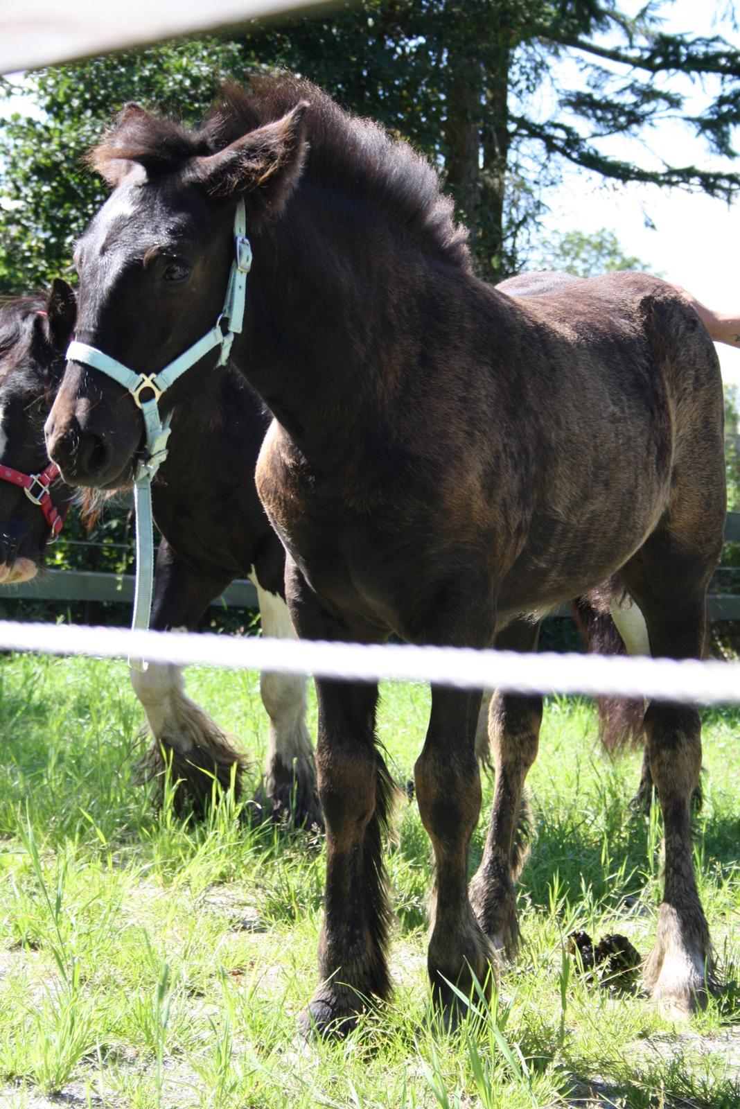 Irish Cob Romany's Naomi billede 4