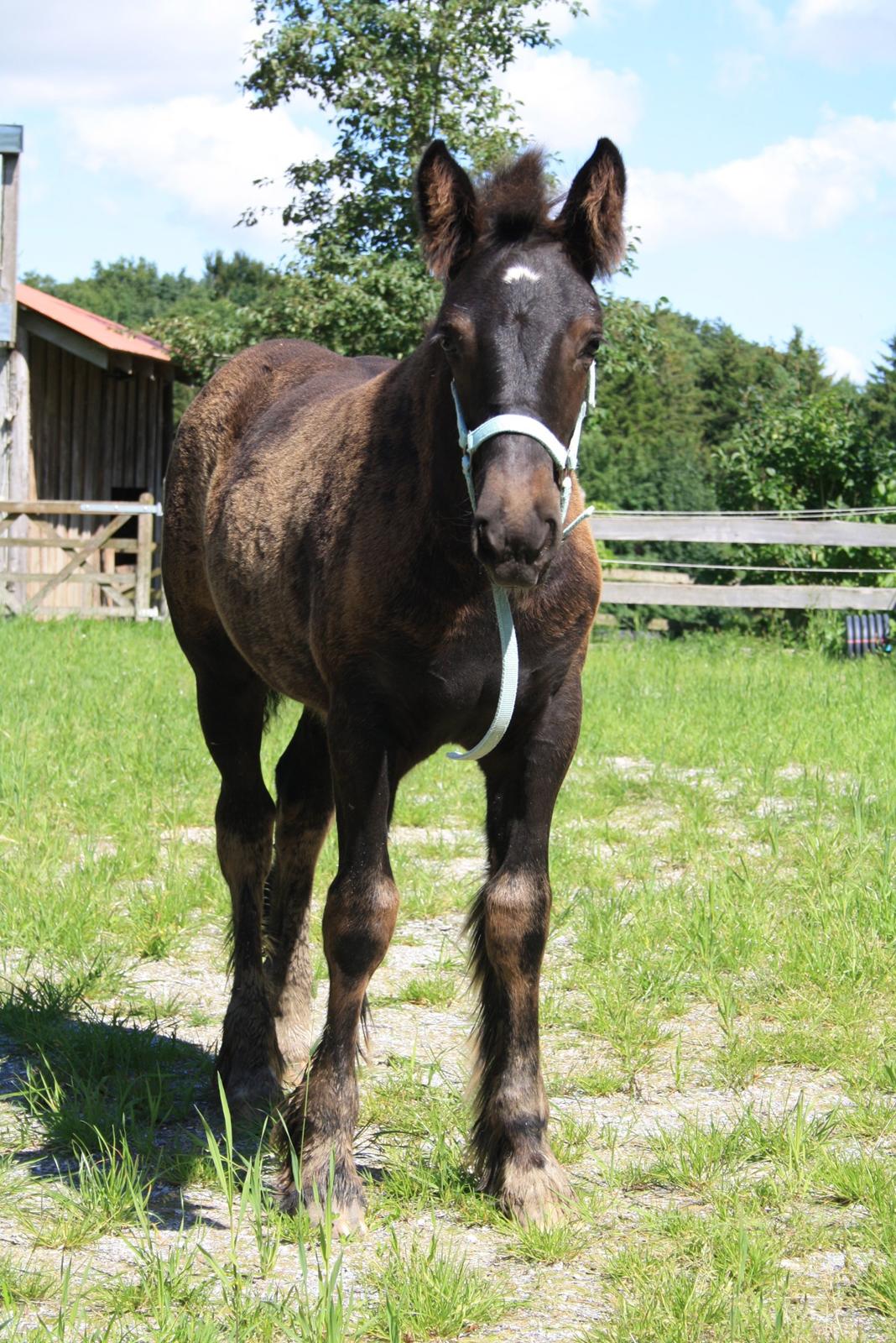 Irish Cob Romany's Naomi billede 5