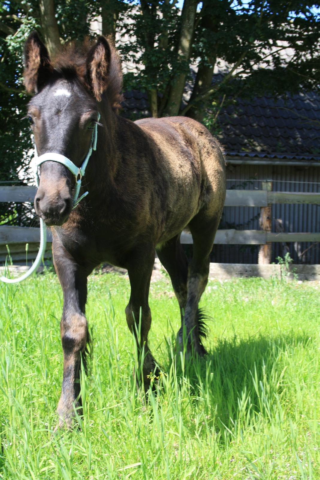 Irish Cob Romany's Naomi billede 6