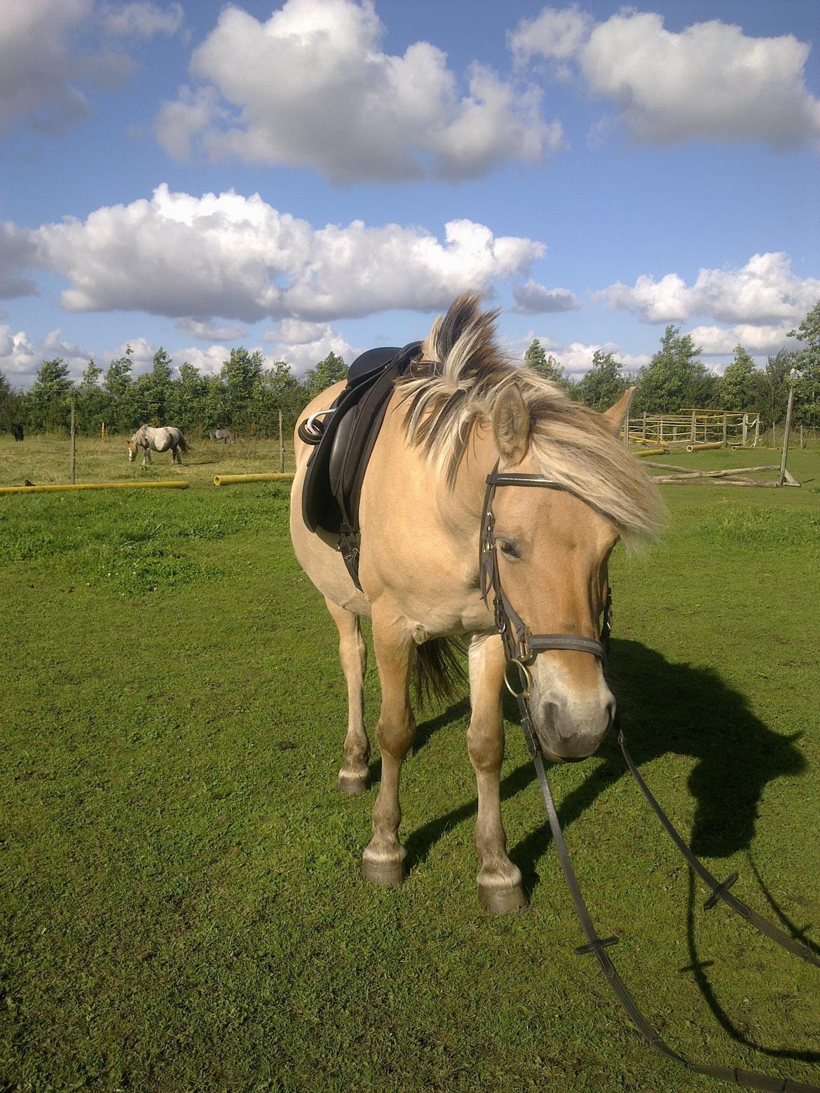 Fjordhest nora billede 1