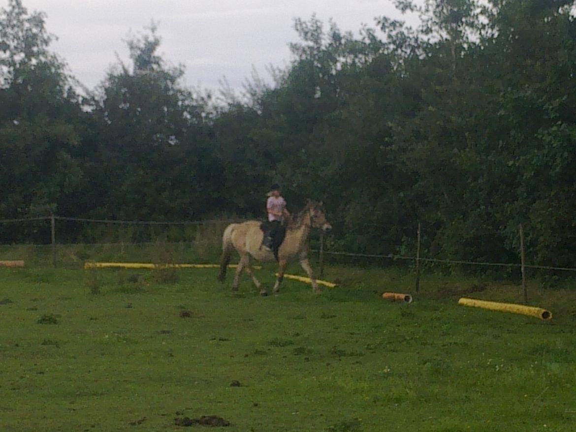 Fjordhest nora billede 2