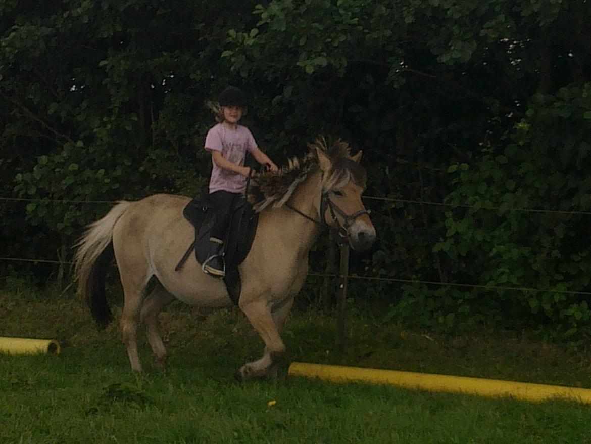 Fjordhest nora billede 3