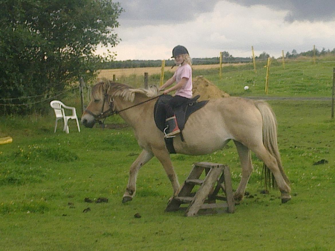 Fjordhest nora billede 4