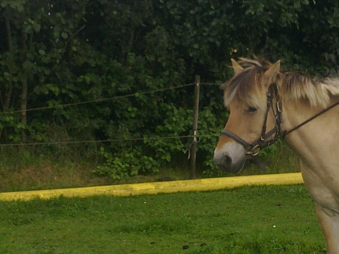Fjordhest nora billede 5