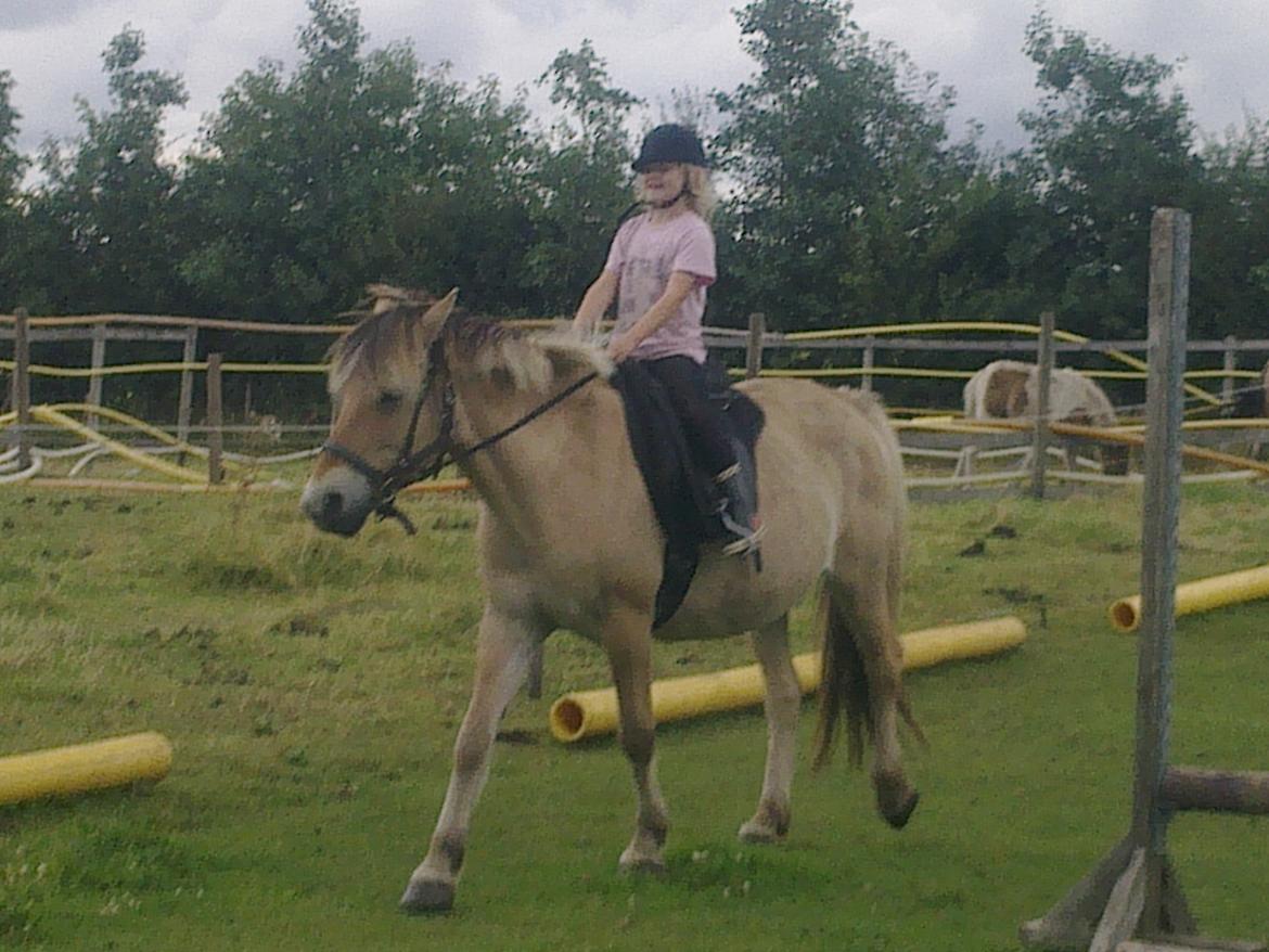 Fjordhest nora billede 6