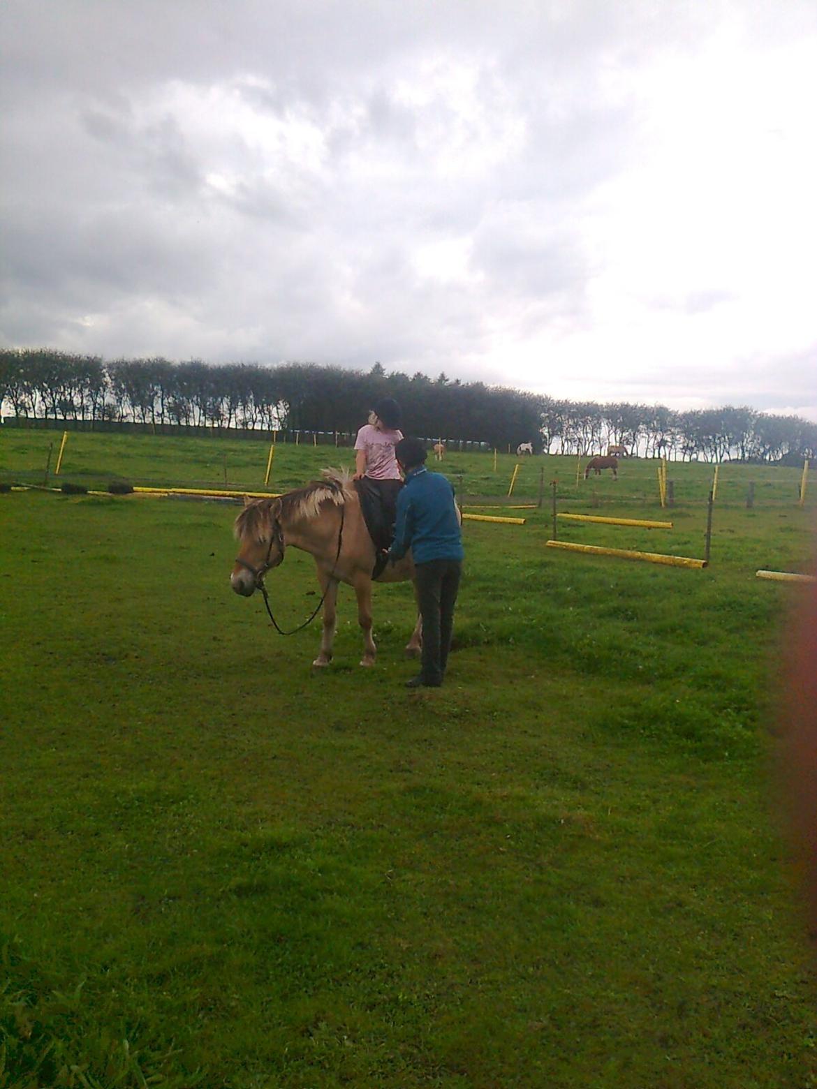 Fjordhest nora billede 7