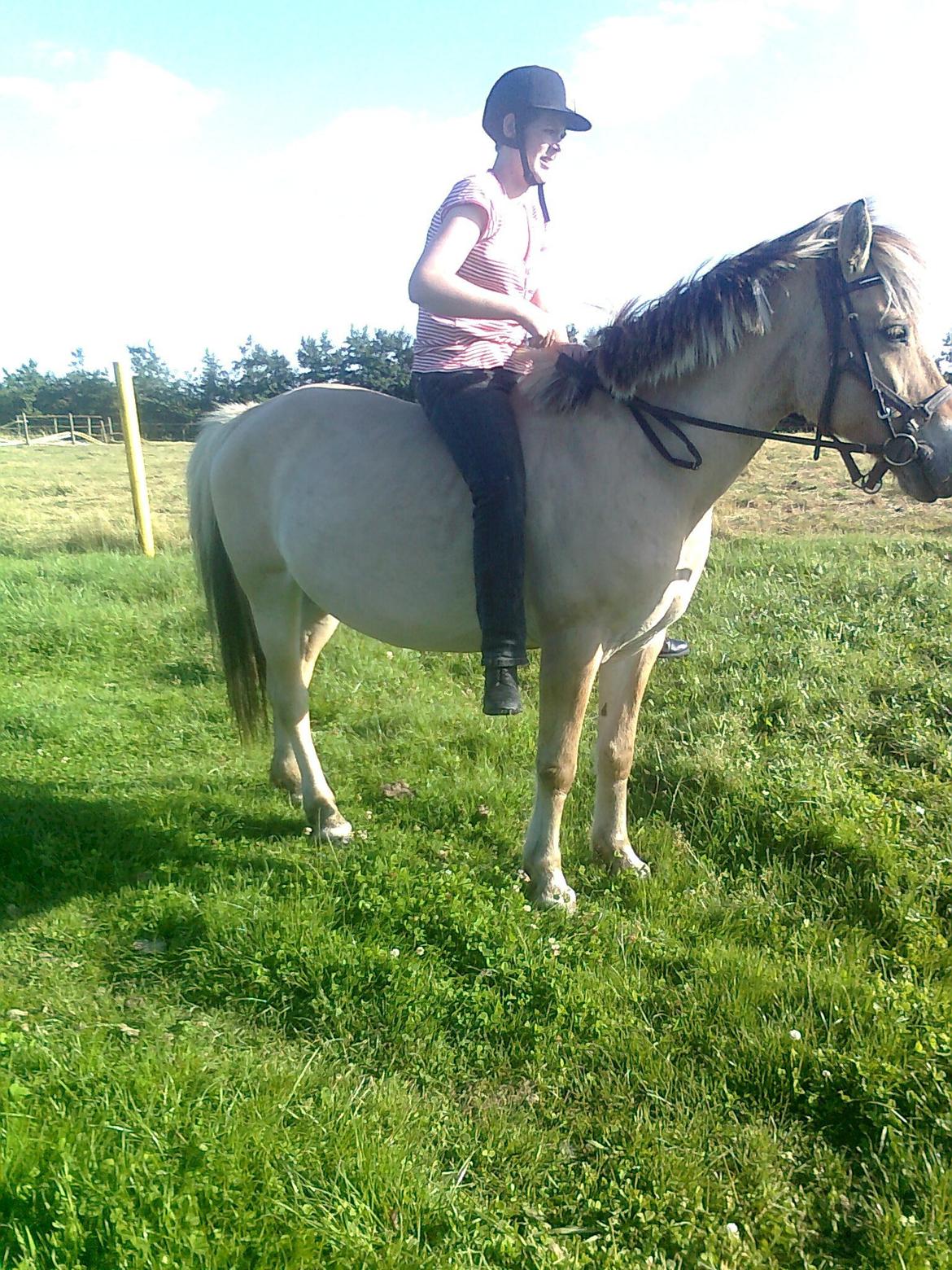 Fjordhest nora billede 8