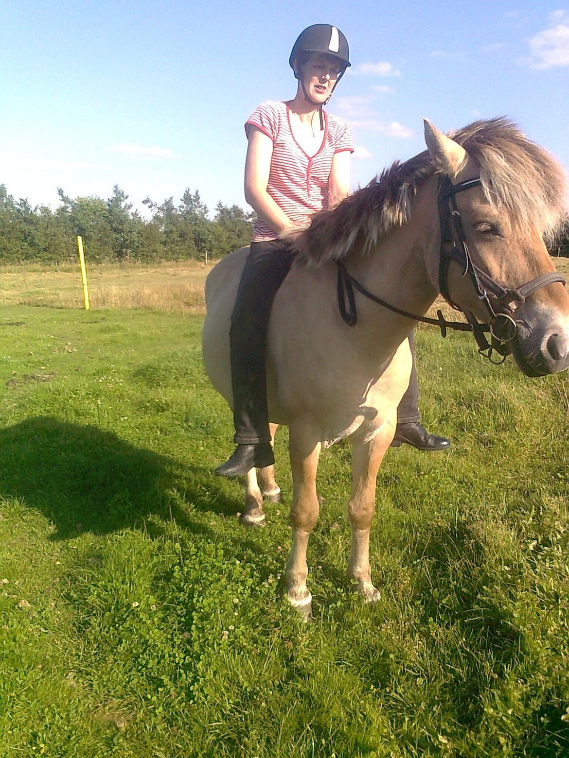 Fjordhest nora billede 9