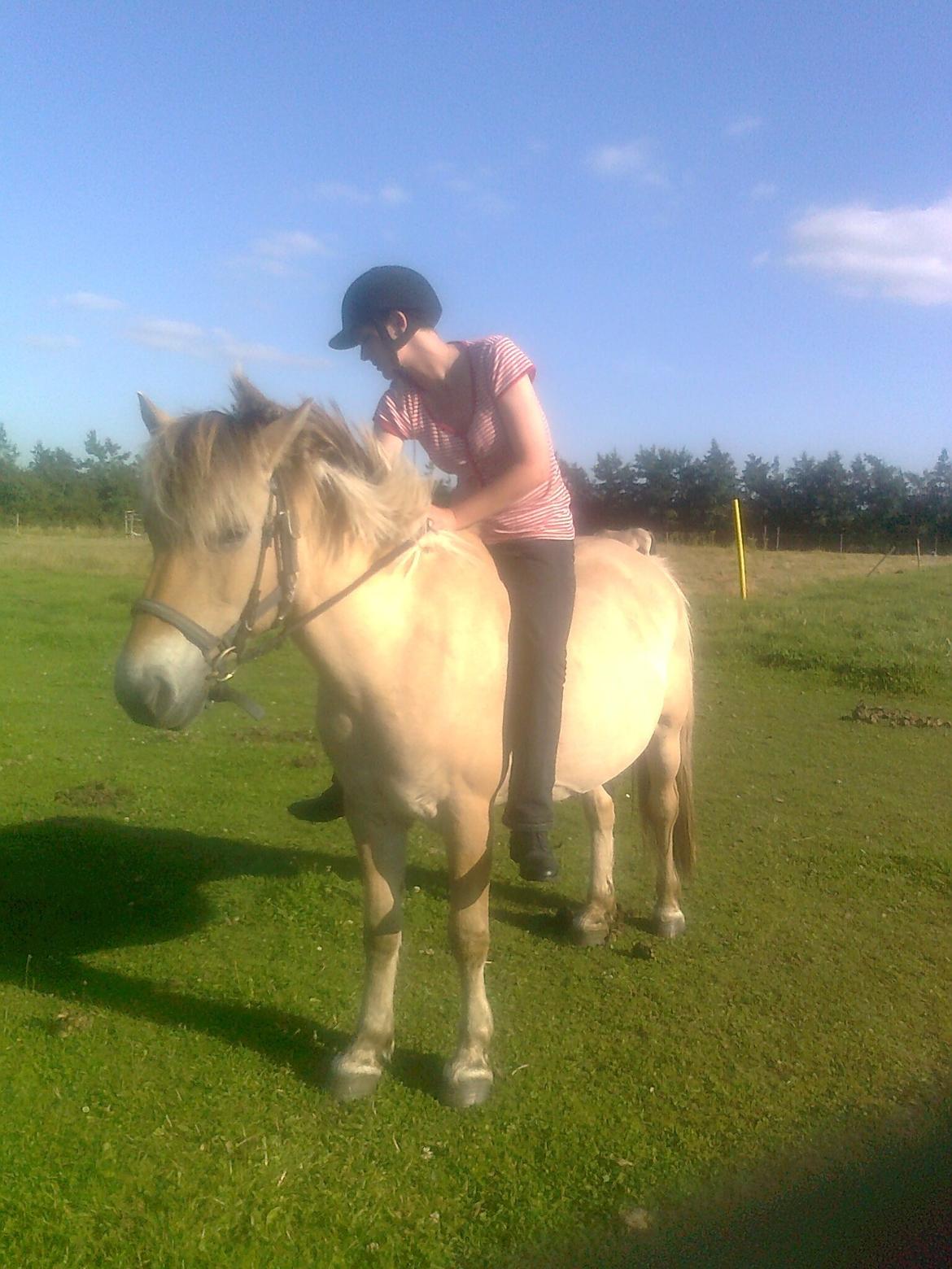 Fjordhest nora billede 10