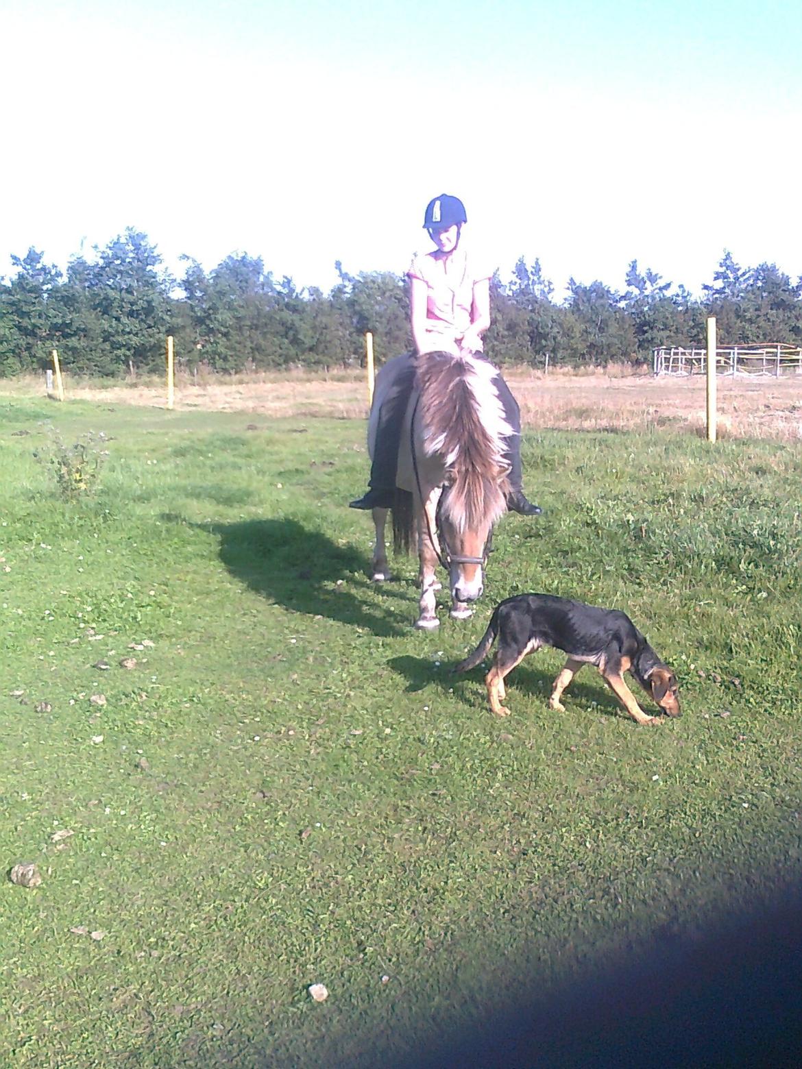 Fjordhest nora billede 11