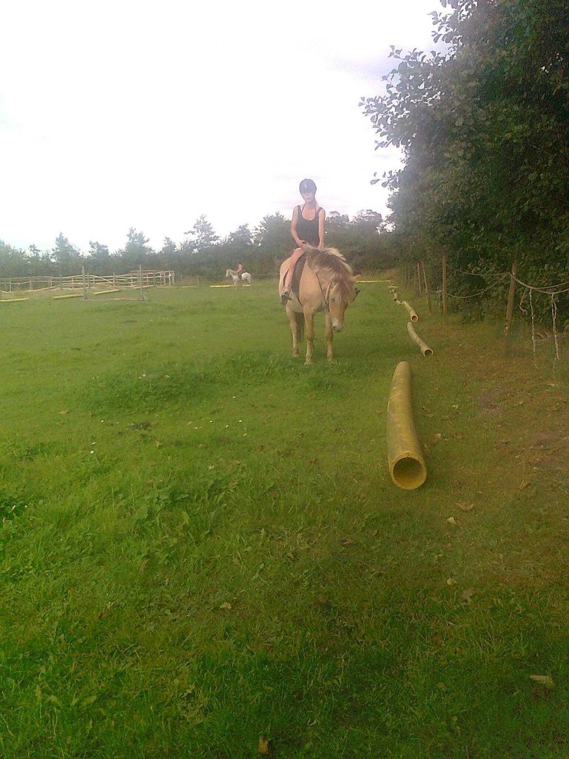 Fjordhest nora billede 12