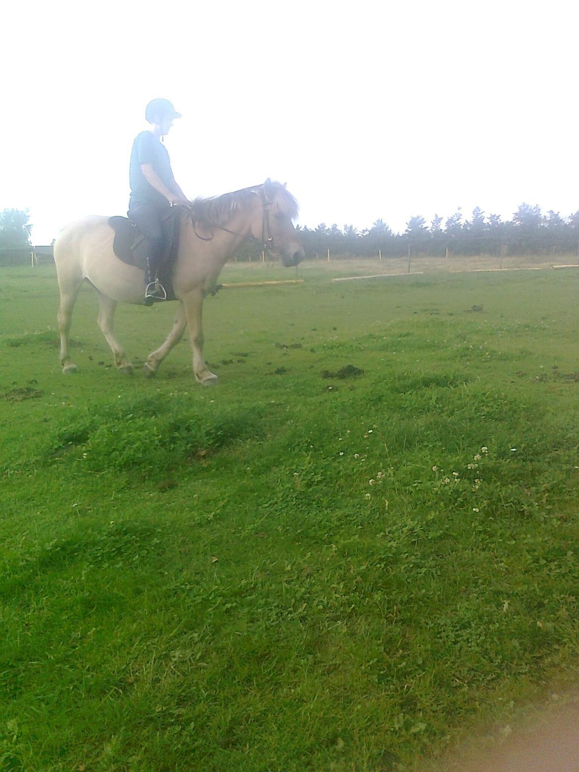 Fjordhest nora billede 13