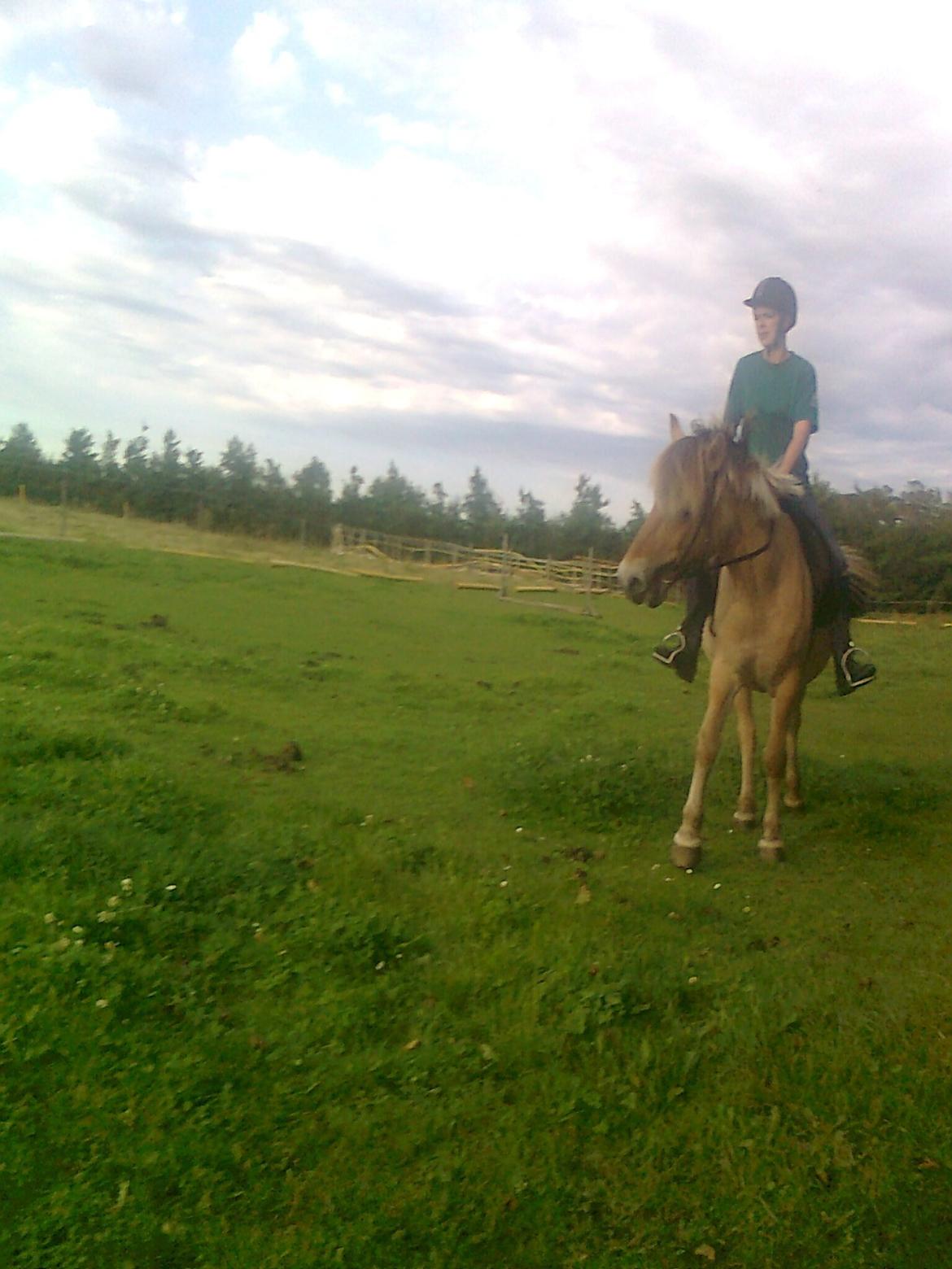 Fjordhest nora billede 14