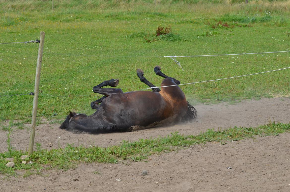 Anden særlig race Zoya - Zoya ruller sig, hun blev dejlig muderet. billede 14