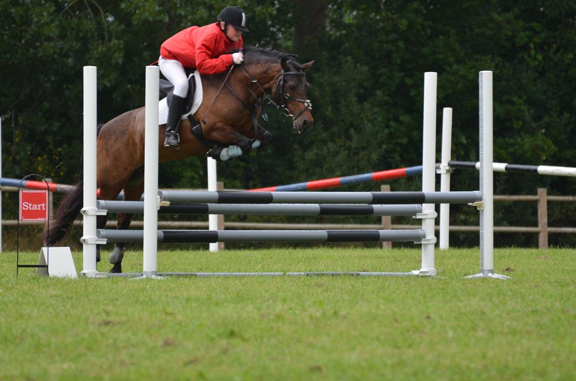 Anden særlig race Zoya - Ponystævnet 2012 LB 70 cm. billede 4