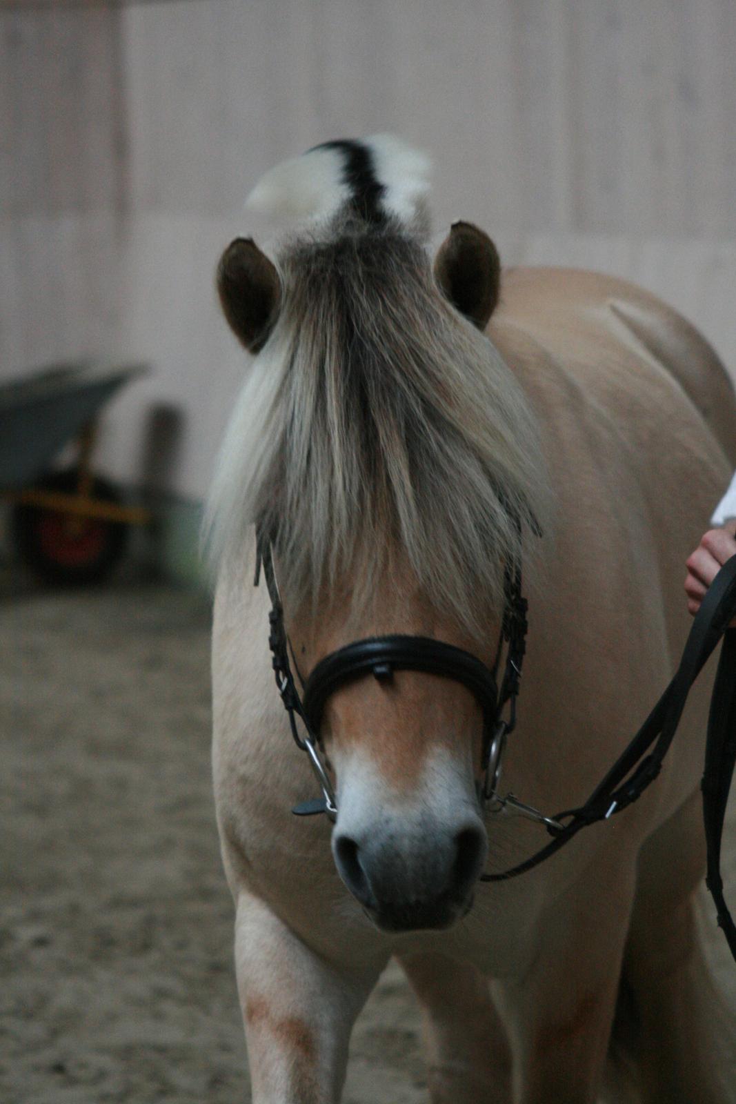 Fjordhest Mosegårdens Hauge *avlshingst* billede 7