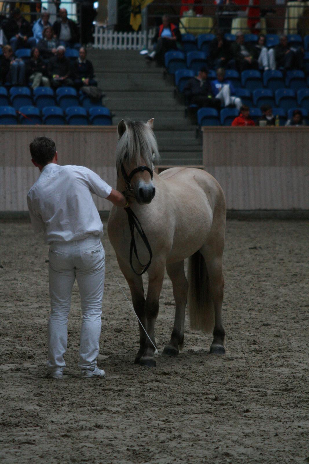 Fjordhest Mosegårdens Hauge *avlshingst* billede 9
