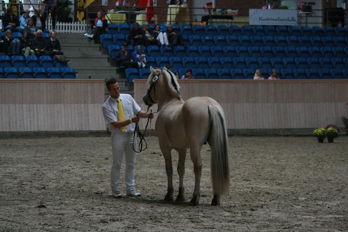 Fjordhest Mosegårdens Hauge *avlshingst* billede 10