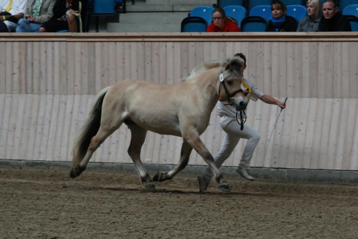 Fjordhest Mosegårdens Hauge *avlshingst* billede 11