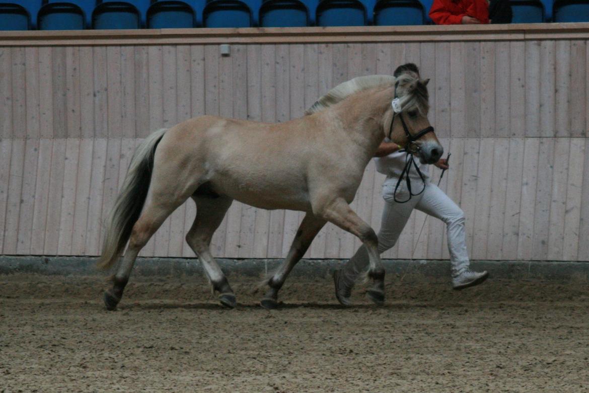 Fjordhest Mosegårdens Hauge *avlshingst* billede 12