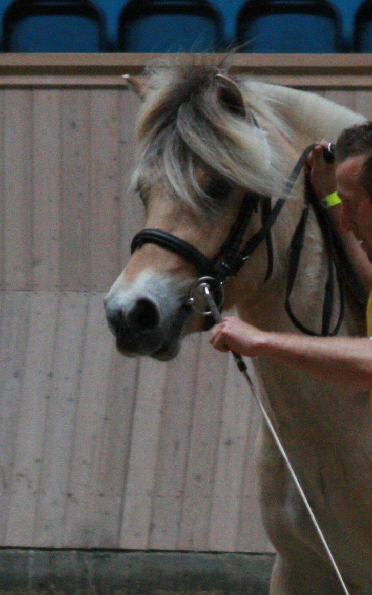 Fjordhest Mosegårdens Hauge *avlshingst* billede 13