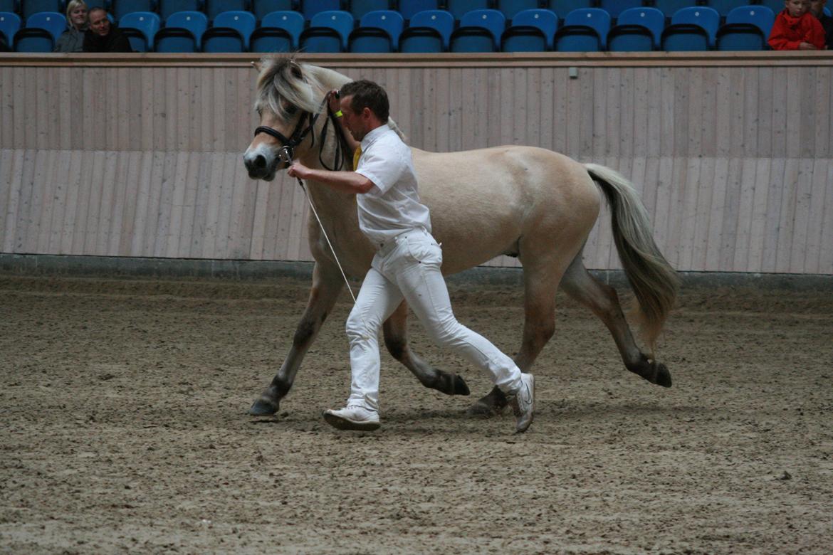 Fjordhest Mosegårdens Hauge *avlshingst* billede 14