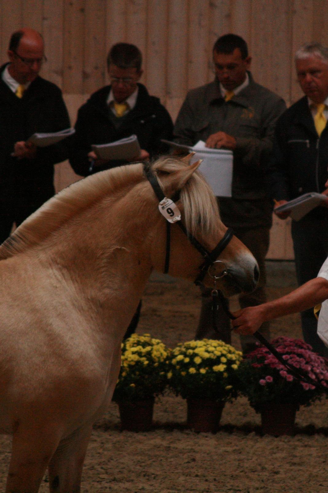 Fjordhest Mosegårdens Hauge *avlshingst* billede 15