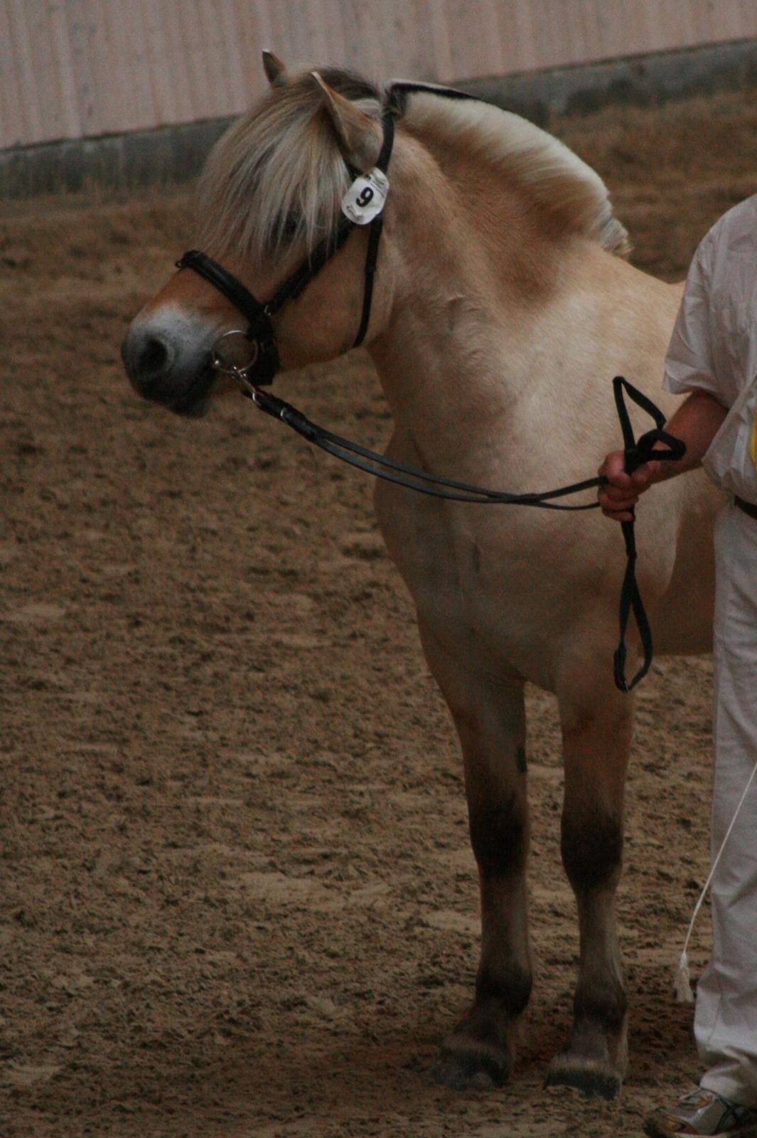 Fjordhest Mosegårdens Hauge *avlshingst* billede 16