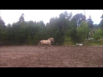 Fjordhest Mosegårdens Hauge *avlshingst* billede 17