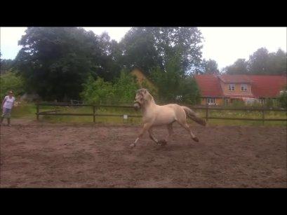 Fjordhest Mosegårdens Hauge *avlshingst* billede 18