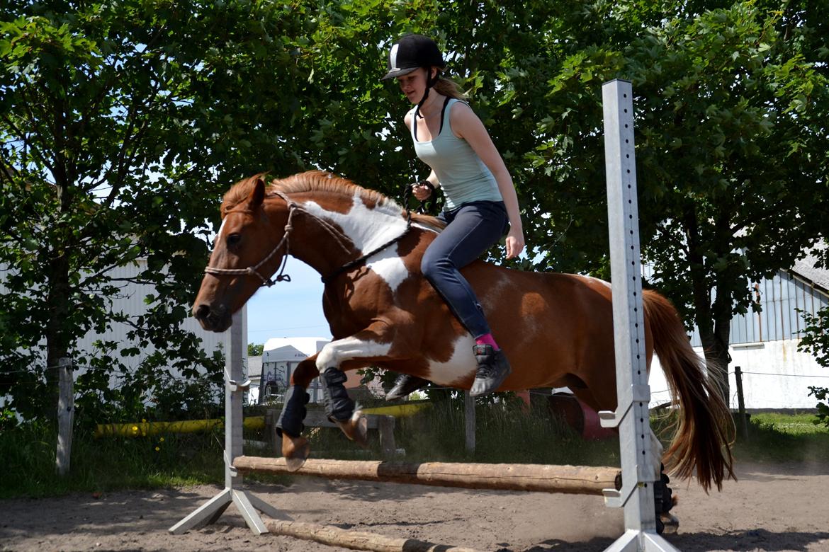 Pinto Nikita  billede 16