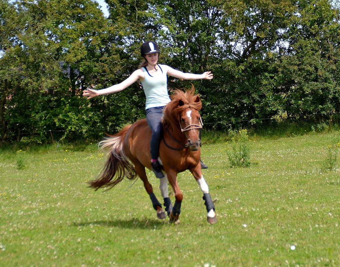 Pinto Nikita  billede 17