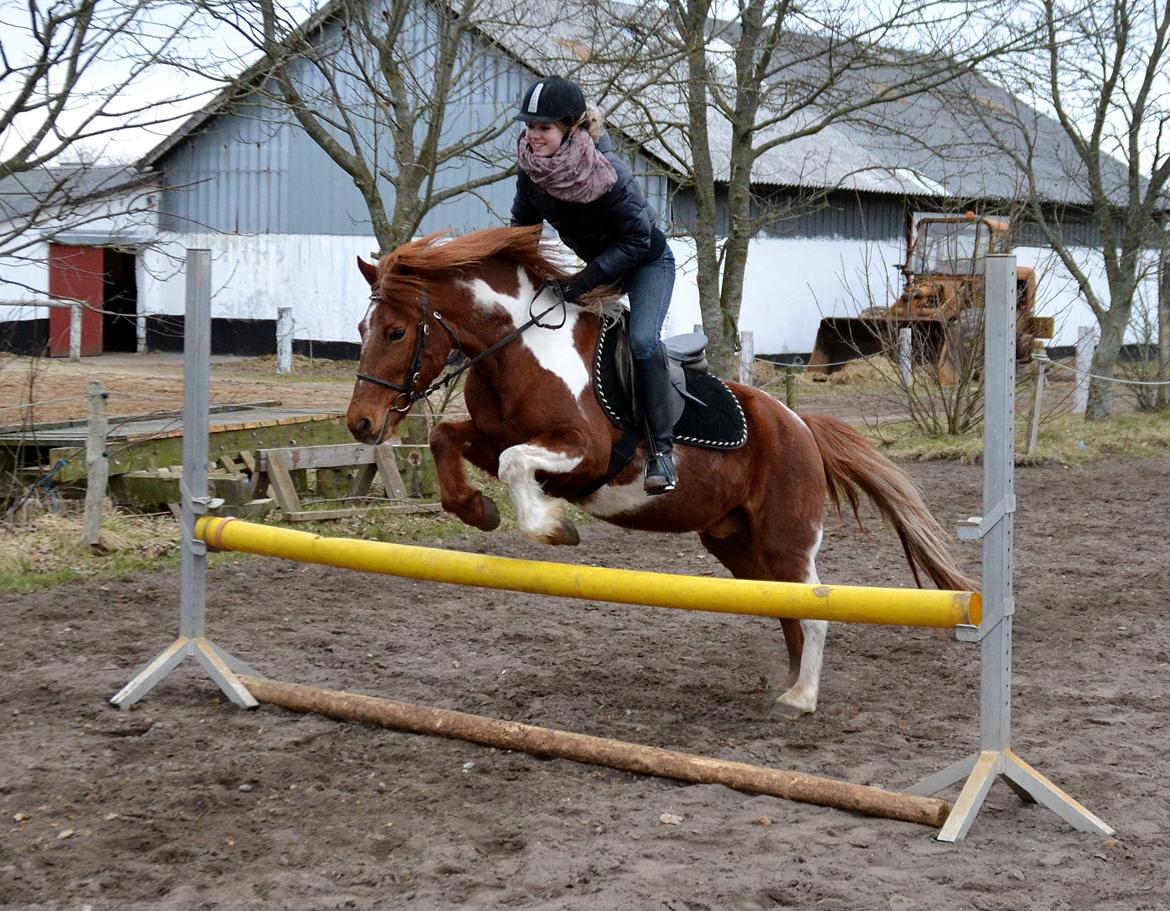 Pinto Nikita  billede 18