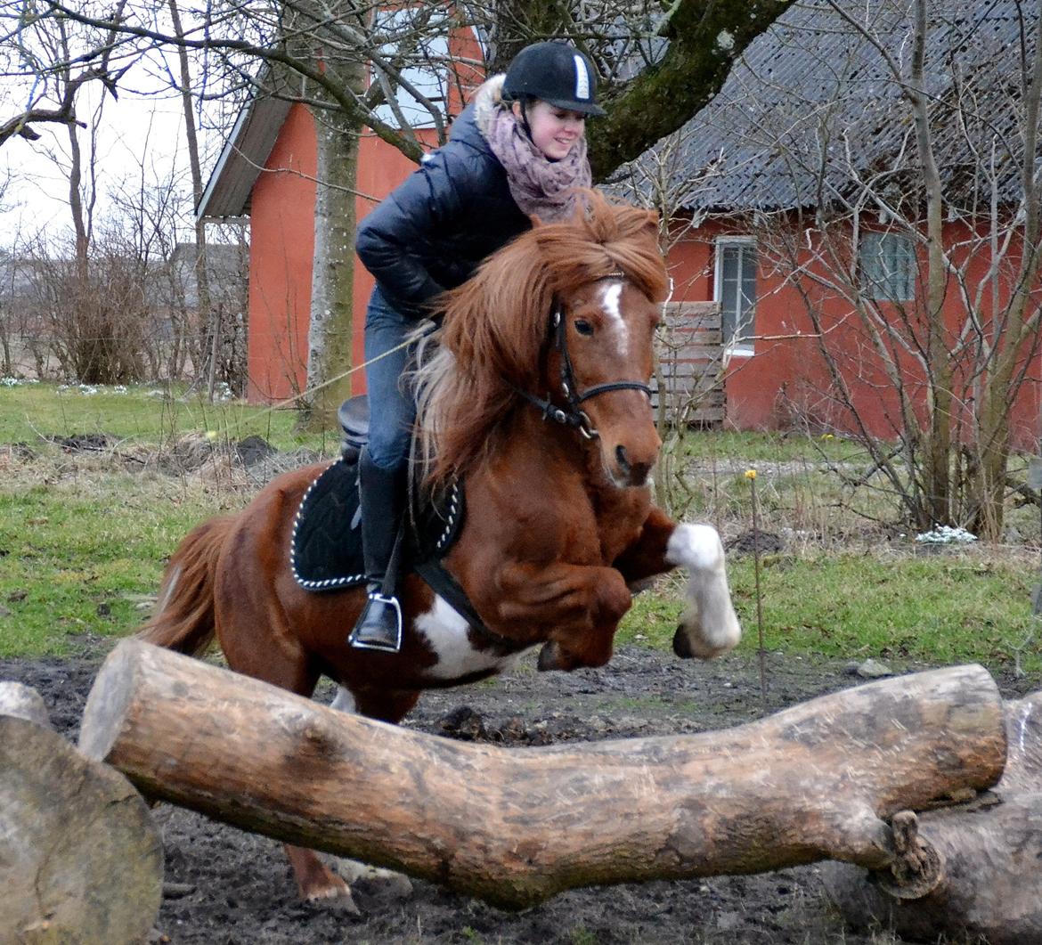 Pinto Nikita  billede 19