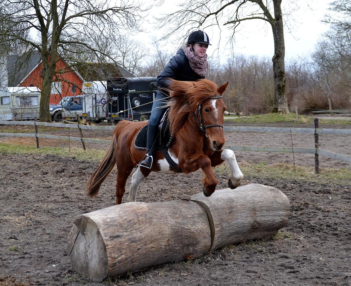 Pinto Nikita  billede 20