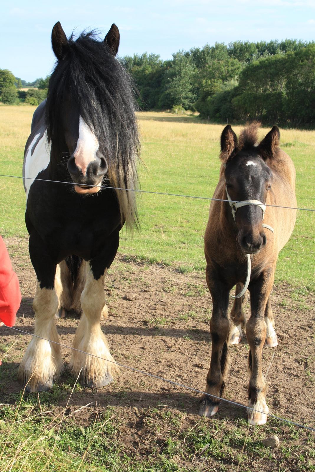 Irish Cob Romany's Naomi billede 7