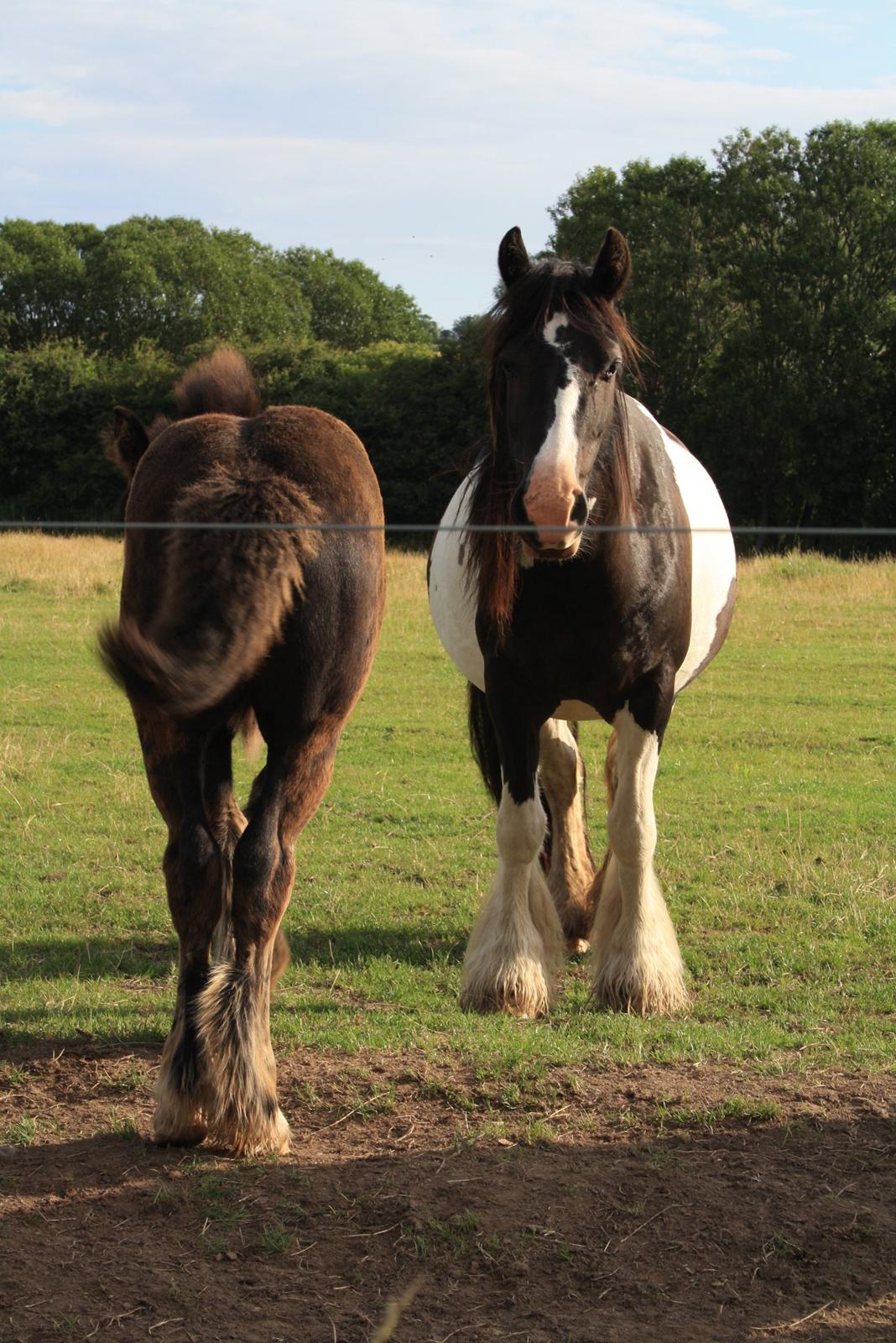 Irish Cob Romany's Naomi billede 8