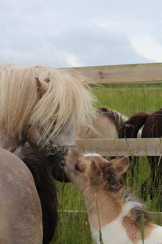 Shetlænder Pindstruphavens Nando - Nando og vores hingst Victor billede 8