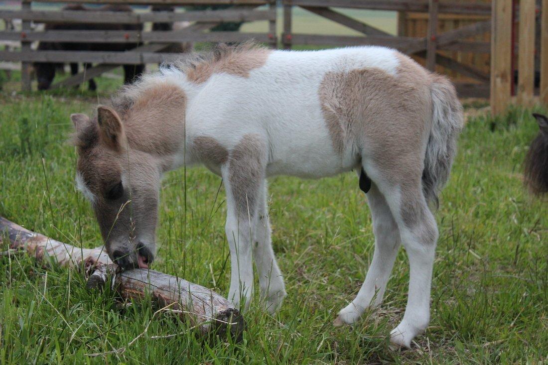 Shetlænder Pindstruphavens Nando - Nando på afveje  billede 9