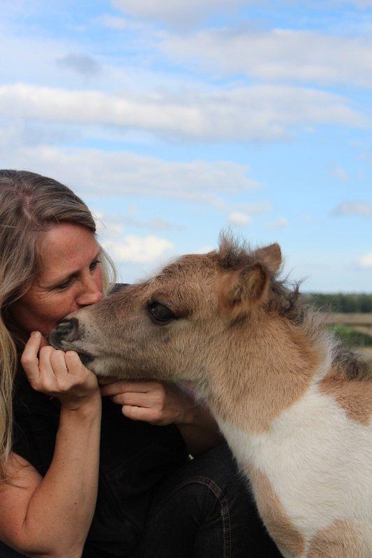 Shetlænder Pindstruphavens Nando - Nando og mor billede 10