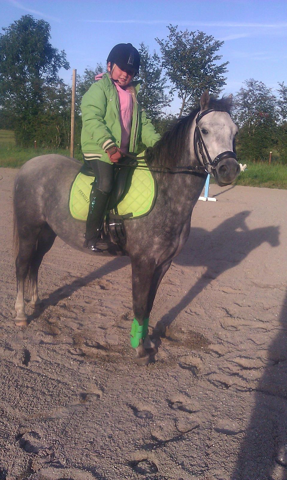 Welsh Pony (sec B) Kirkelodgaards Montana  billede 16