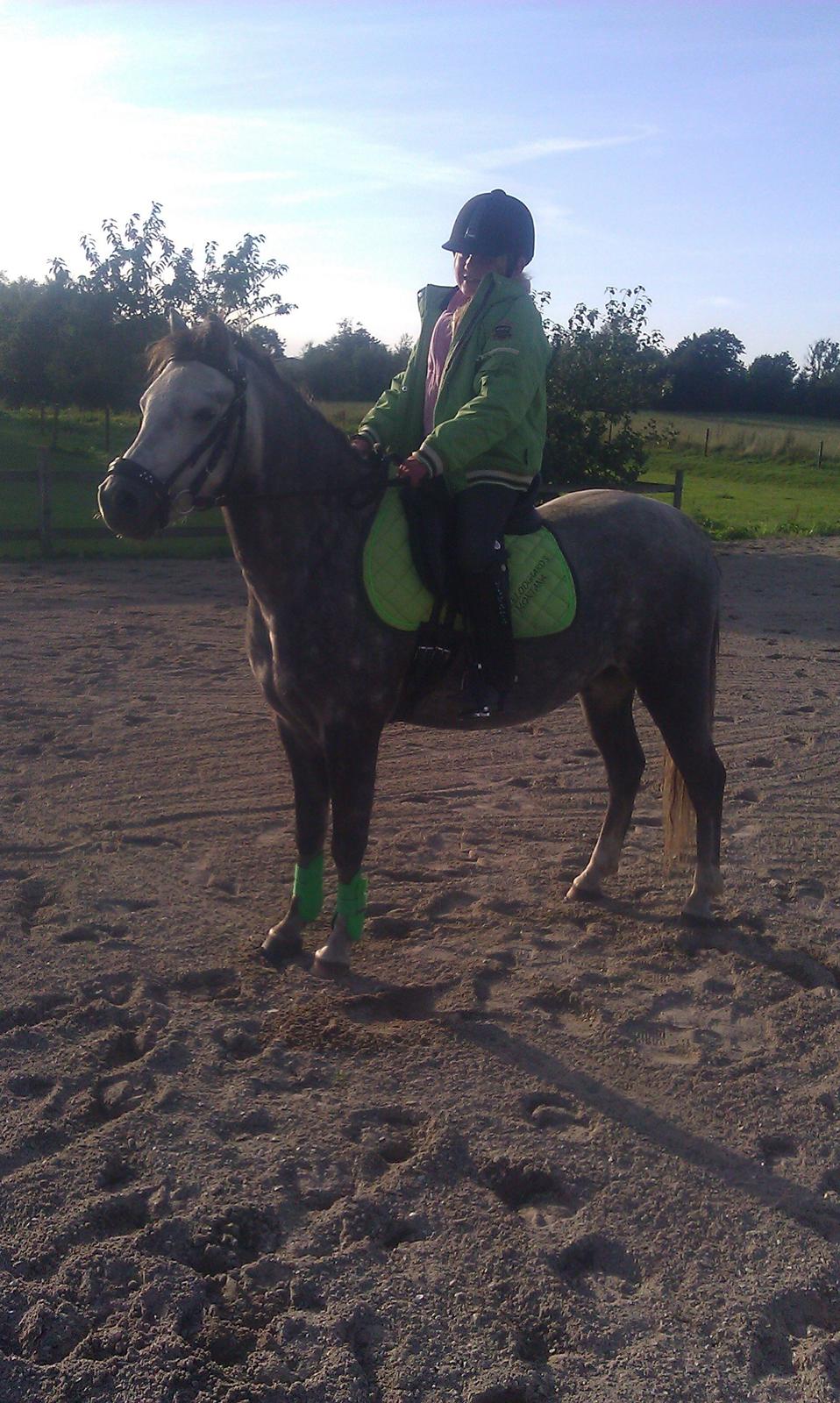 Welsh Pony (sec B) Kirkelodgaards Montana  billede 17