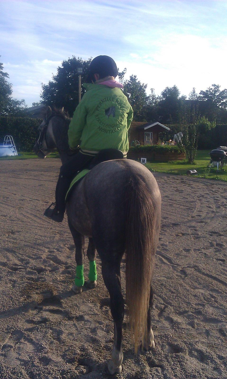 Welsh Pony (sec B) Kirkelodgaards Montana  billede 18