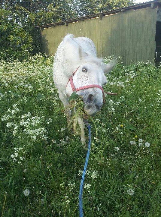 Shagya Araber (SH) Kivalo Esterhazy - Cheval - Rovdyret billede 7