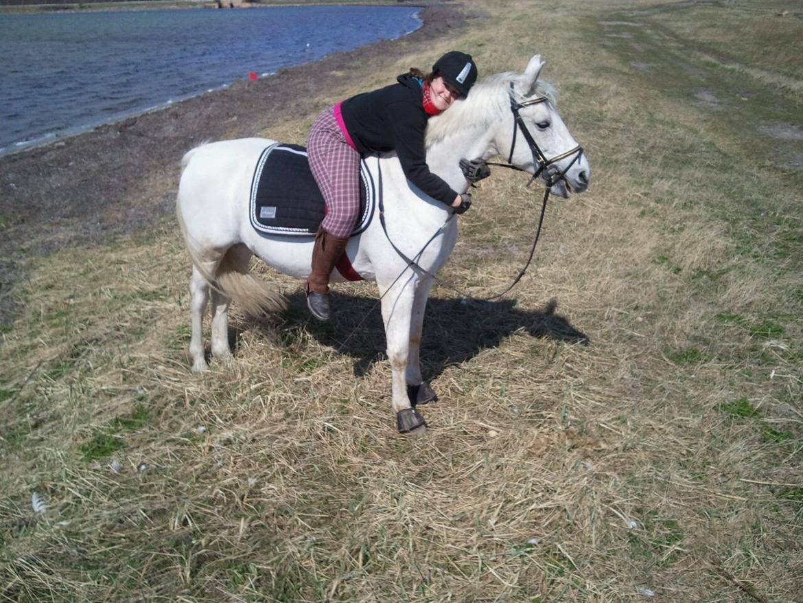 Shagya Araber (SH) Kivalo Esterhazy - Cheval - Dejligt billede, inden vores ulykke.. godt der ikke sket noget..  billede 4