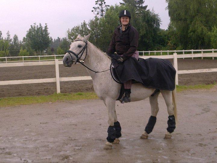 Shagya Araber (SH) Kivalo Esterhazy - Cheval - Selv i regnvejr ser vi godt ud. billede 6
