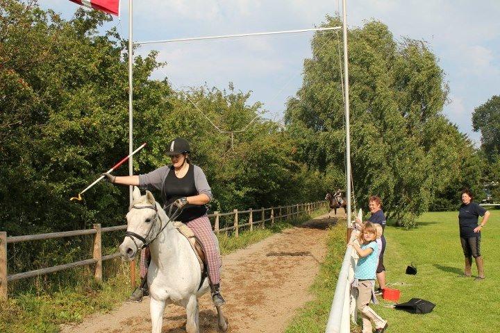 Shagya Araber (SH) Kivalo Esterhazy - Cheval - Ringridnign  billede 8
