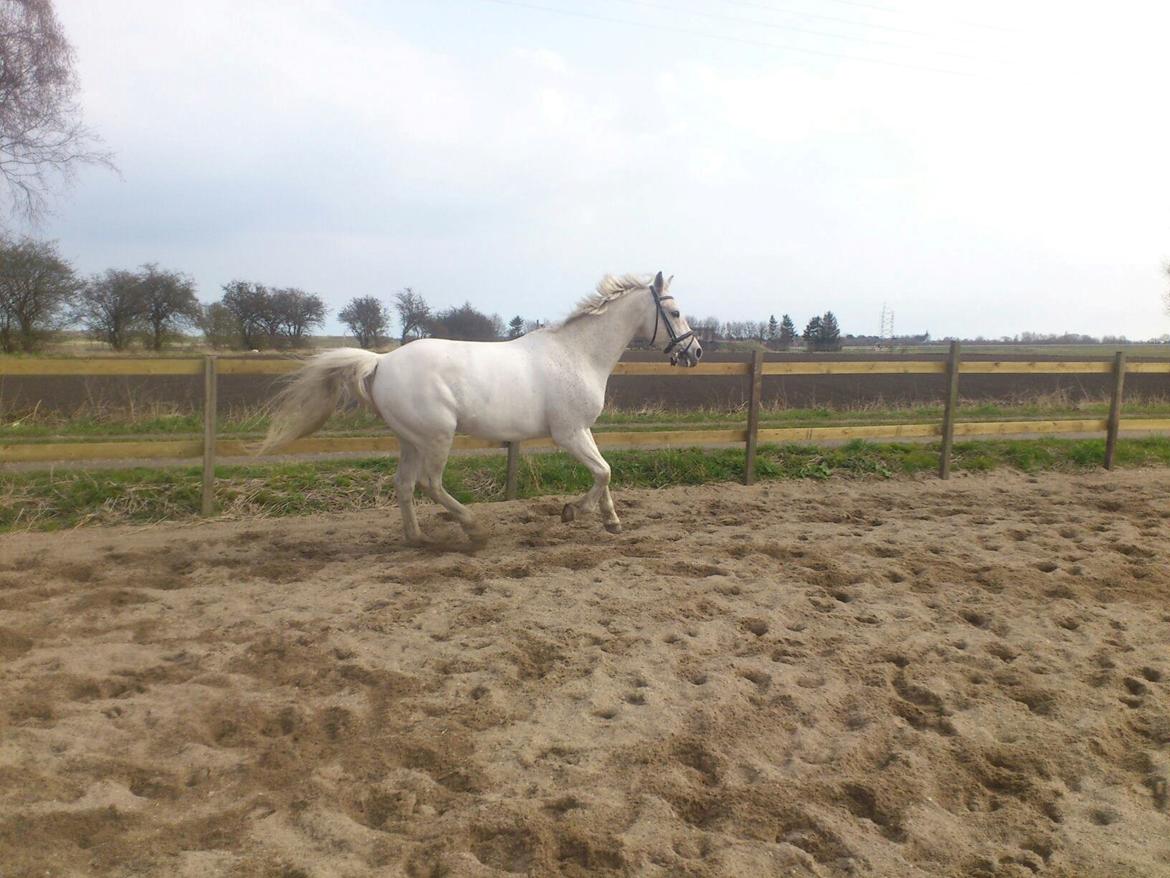 Shagya Araber (SH) Kivalo Esterhazy - Cheval - Cheval nyder at løbe alene :) billede 3
