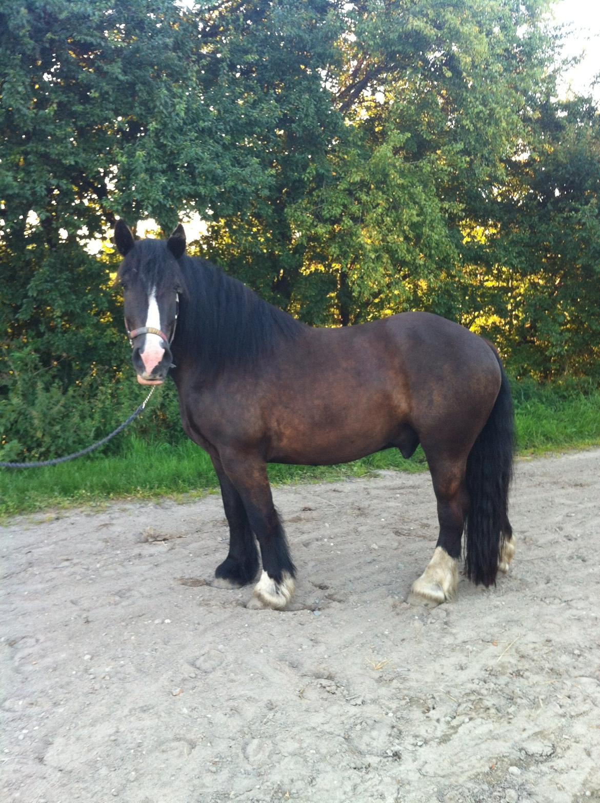 Anden særlig race Herkules - august 2012 billede 6