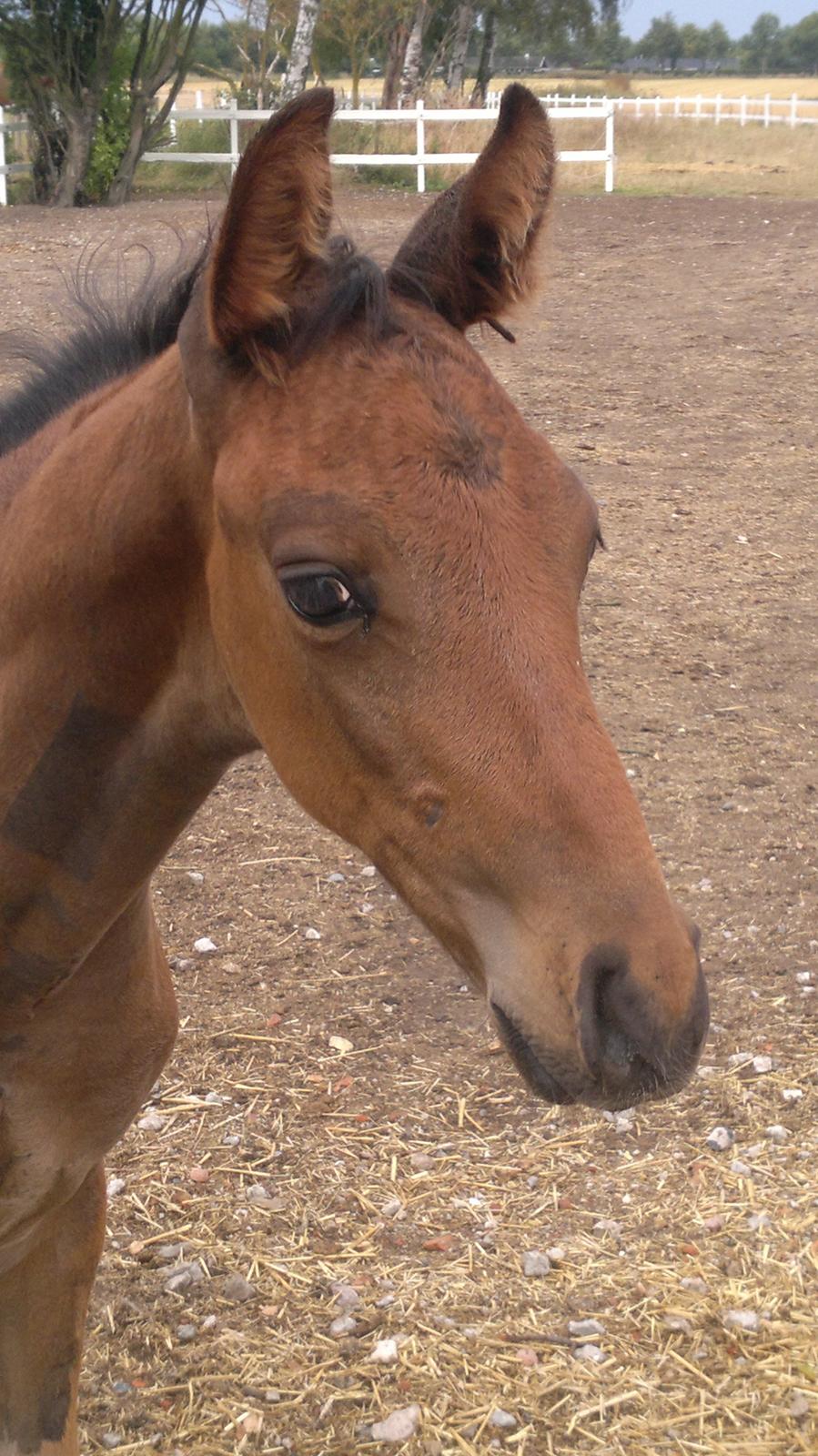 Hannoveraner Fürst Fernando - næsten 2 måneder gammel billede 3